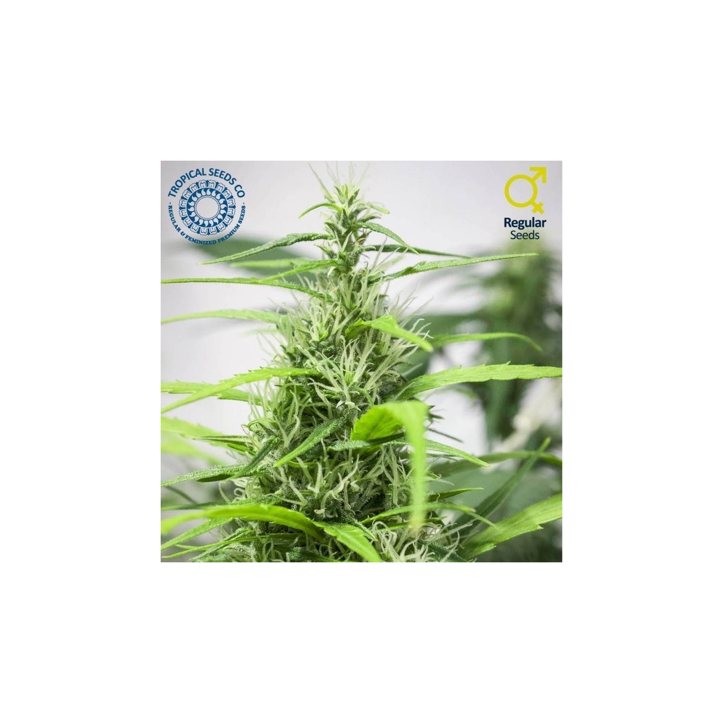 Full Energy Regular Feminizada de Tropical Seeds