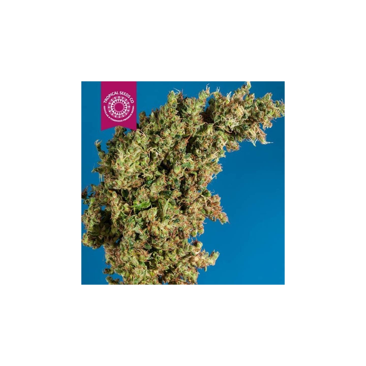 King Kongo Regular Feminizada de Tropical Seeds