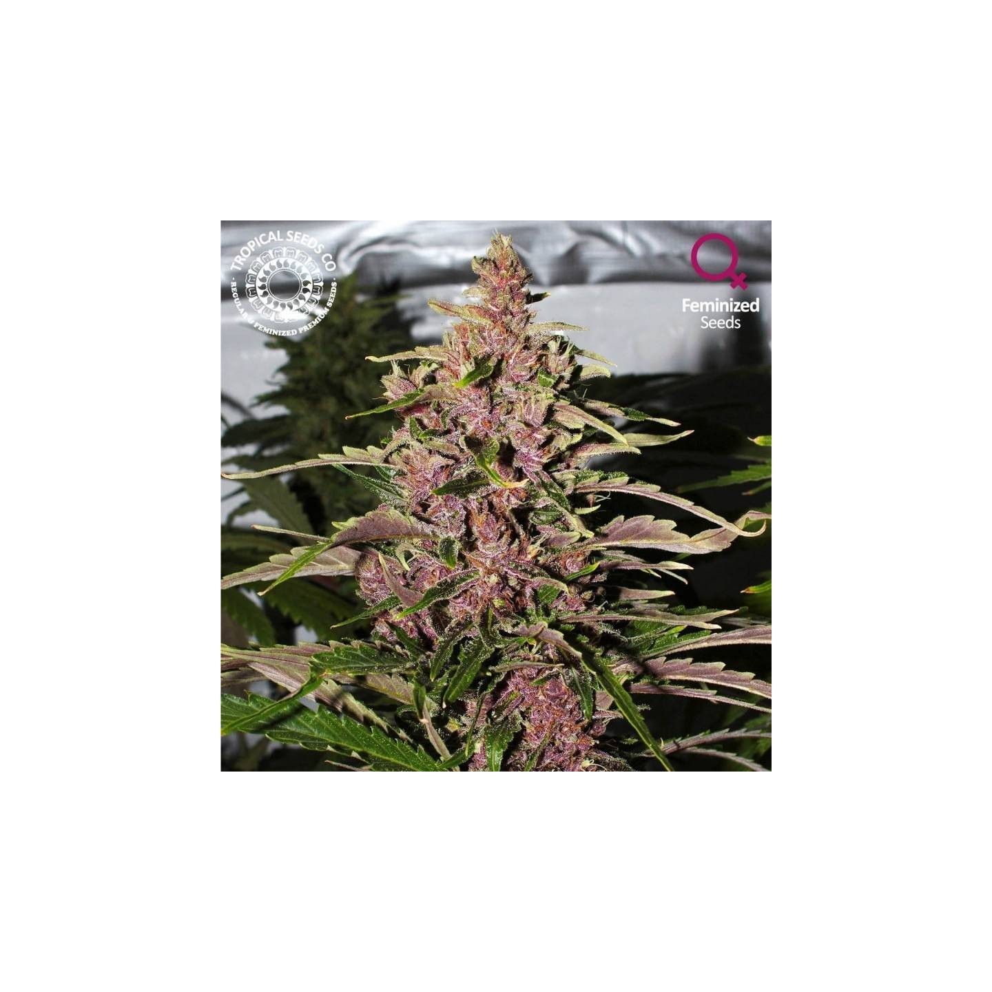 Afrokush Feminizada de Tropical Seeds
