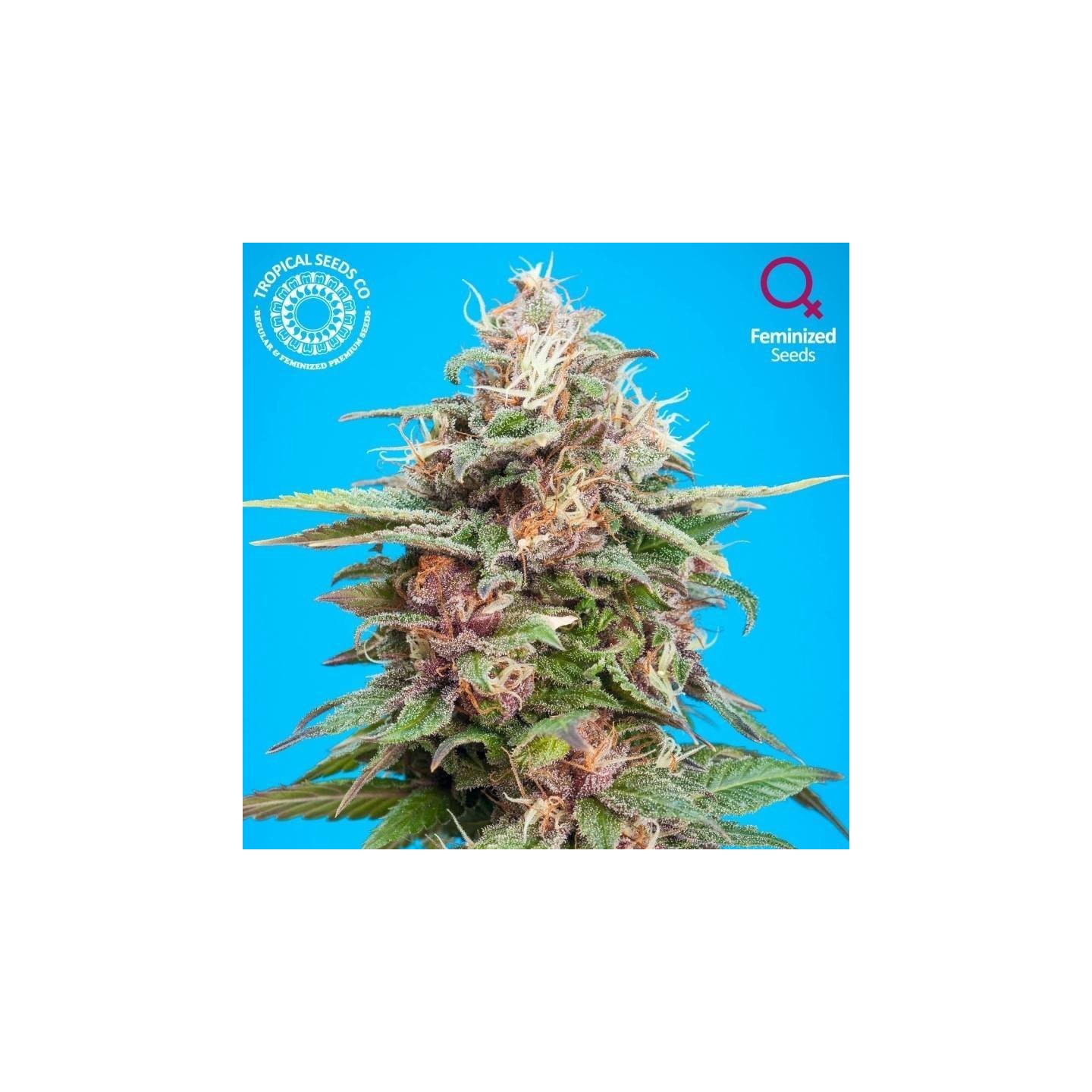 Bisho Purple Feminizada de Tropical Seeds