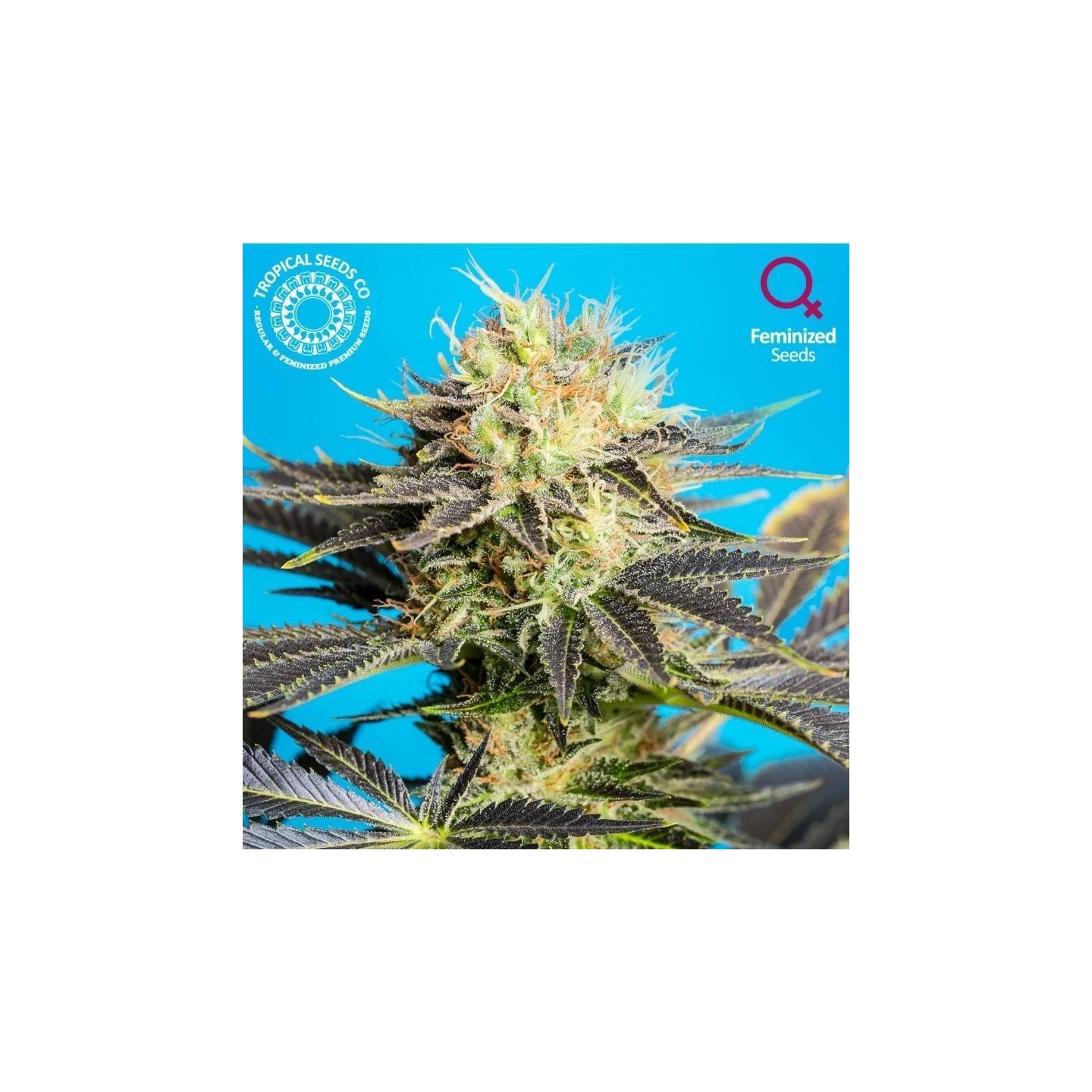 Dandy Dance CBD Feminizada de Tropical Seeds