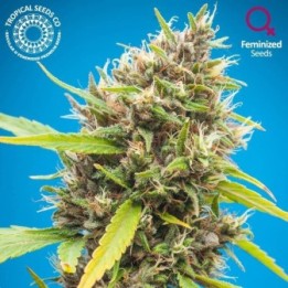 Durbakistan Feminizada de Tropical Seeds
