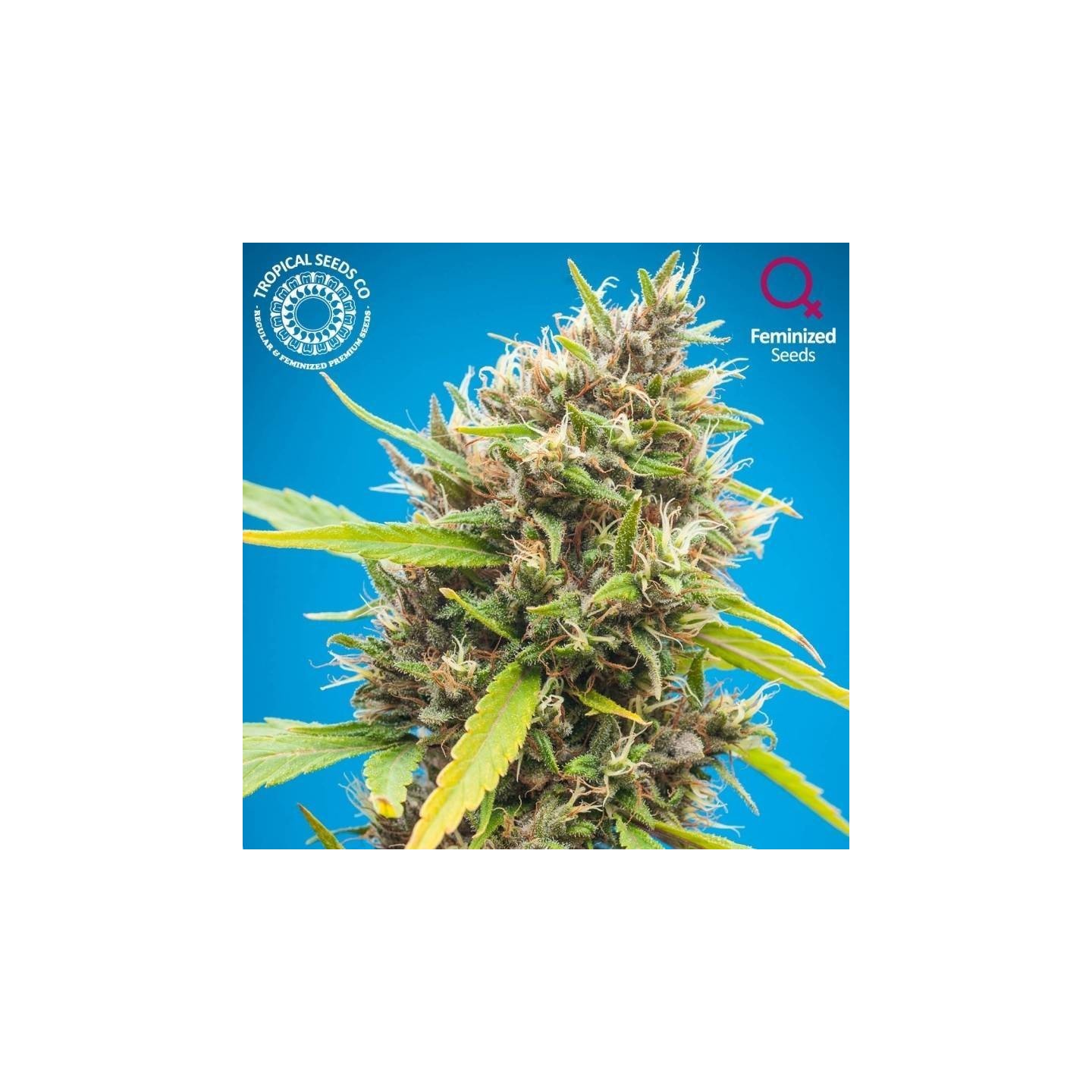 Durbakistan Feminizada de Tropical Seeds