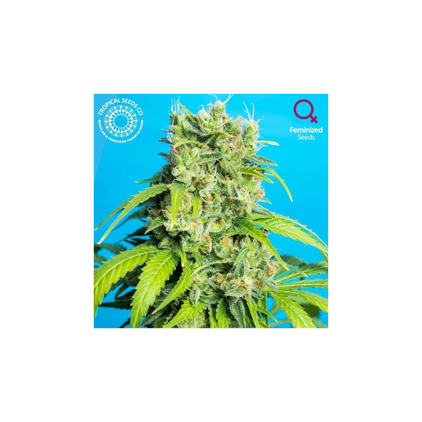 Heaven's Gate CBD Feminizada de Tropical Seeds