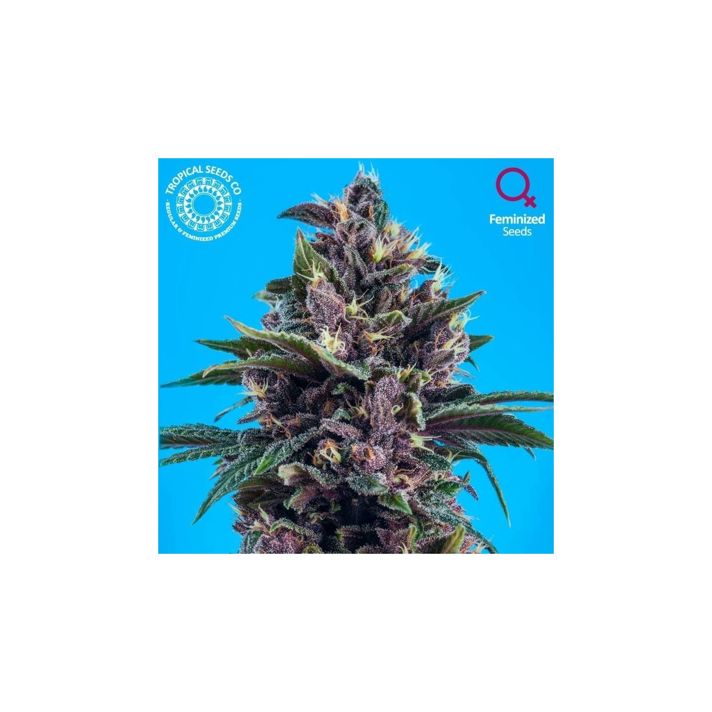 Red Afro Feminizada de Tropical Seeds