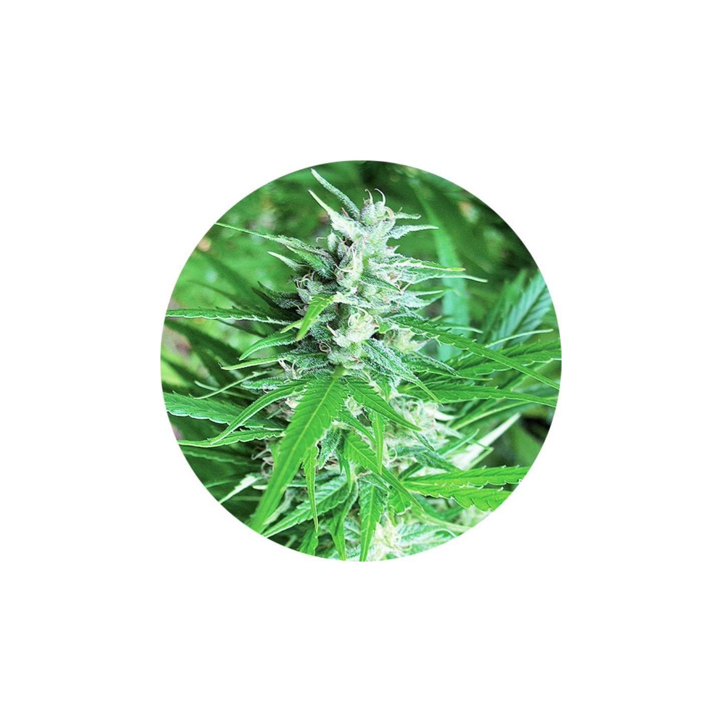 Haze CBD Autofloreciente Regular de Top Tao Seeds