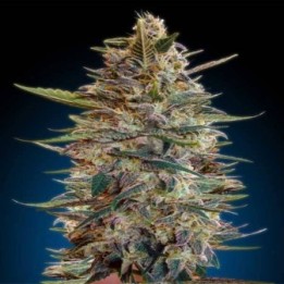 Bluediesel Autofloreciente Blister x 1 de Advanced Seeds