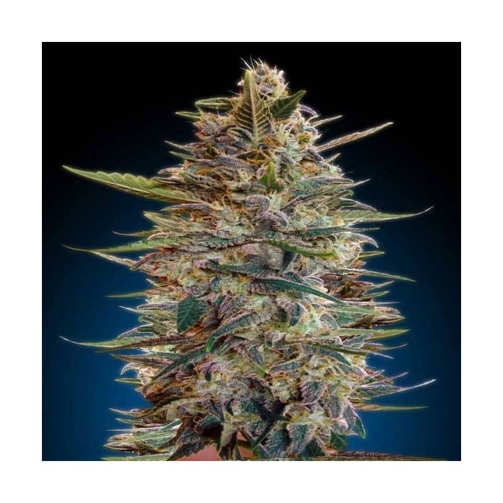 Bluediesel Autofloreciente Blister x 1 de Advanced Seeds