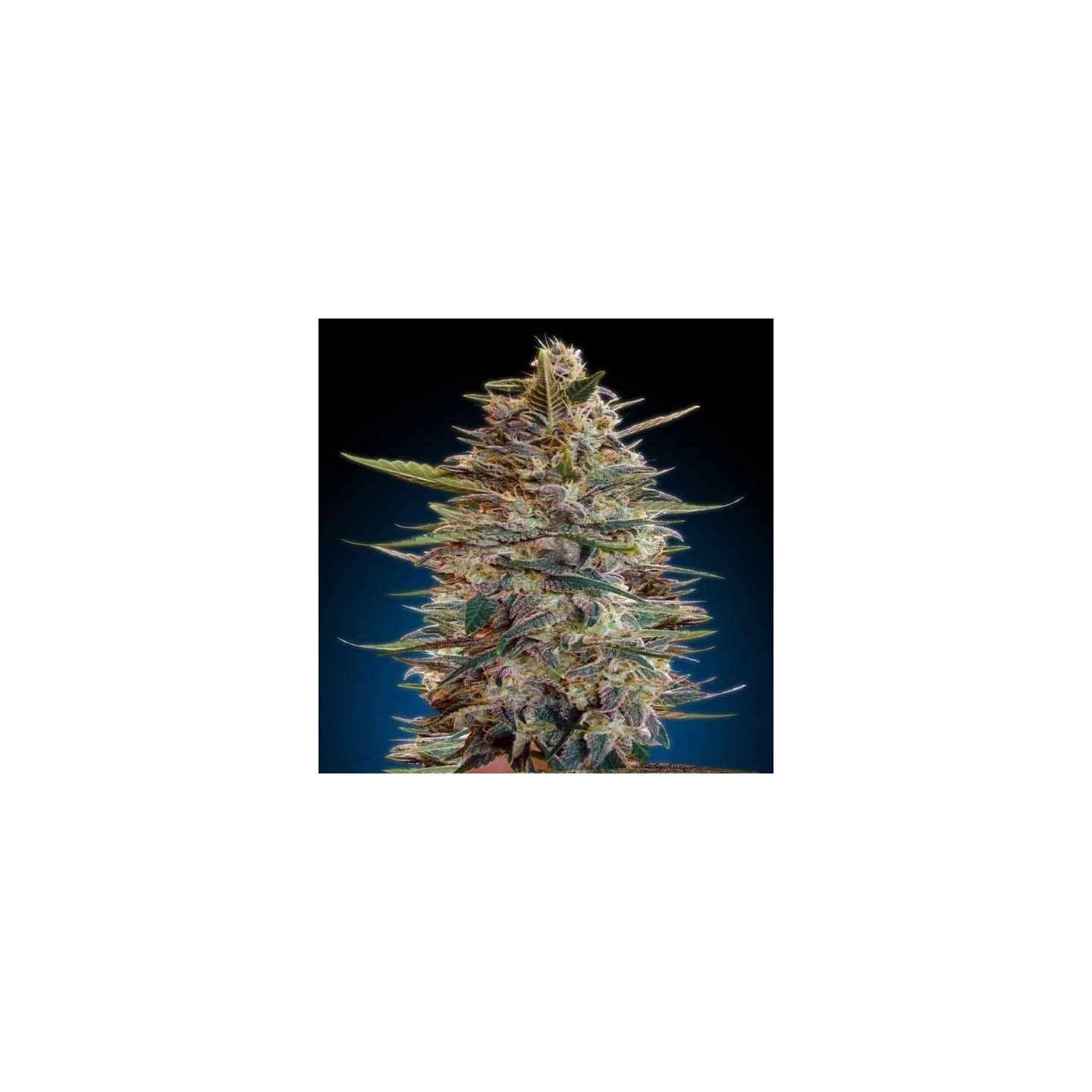 Bluediesel Autofloreciente Blister x 1 de Advanced Seeds
