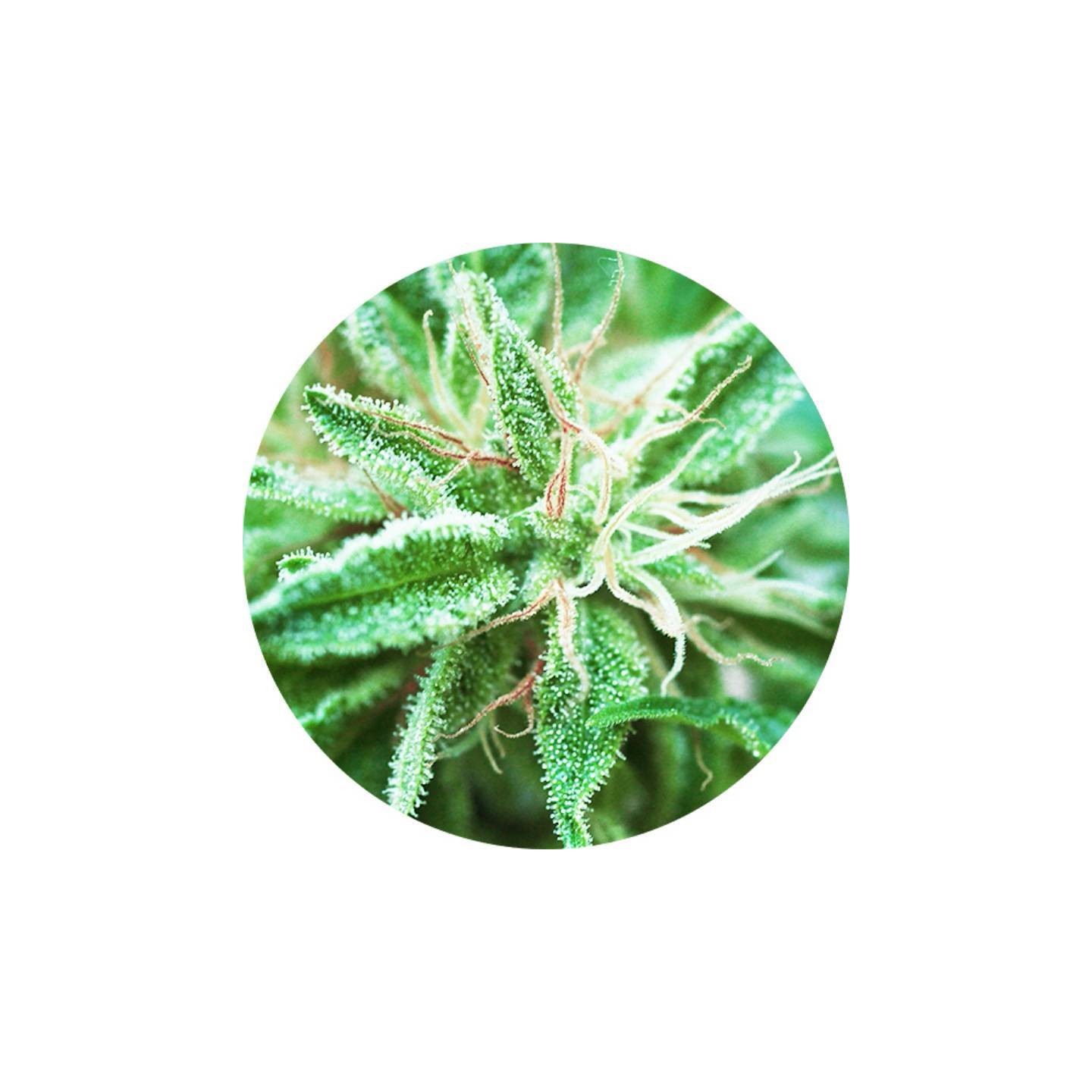 Sativa Samadhi Regular de Top Tao Seeds