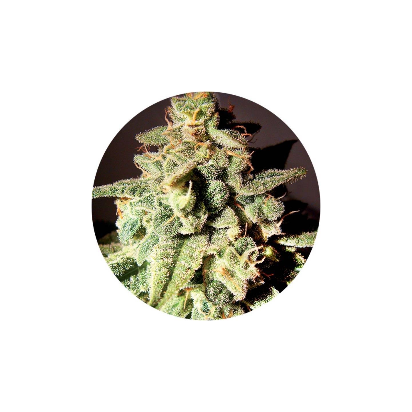 Micron Tao Autofloreciente Regular de Top Tao Seeds