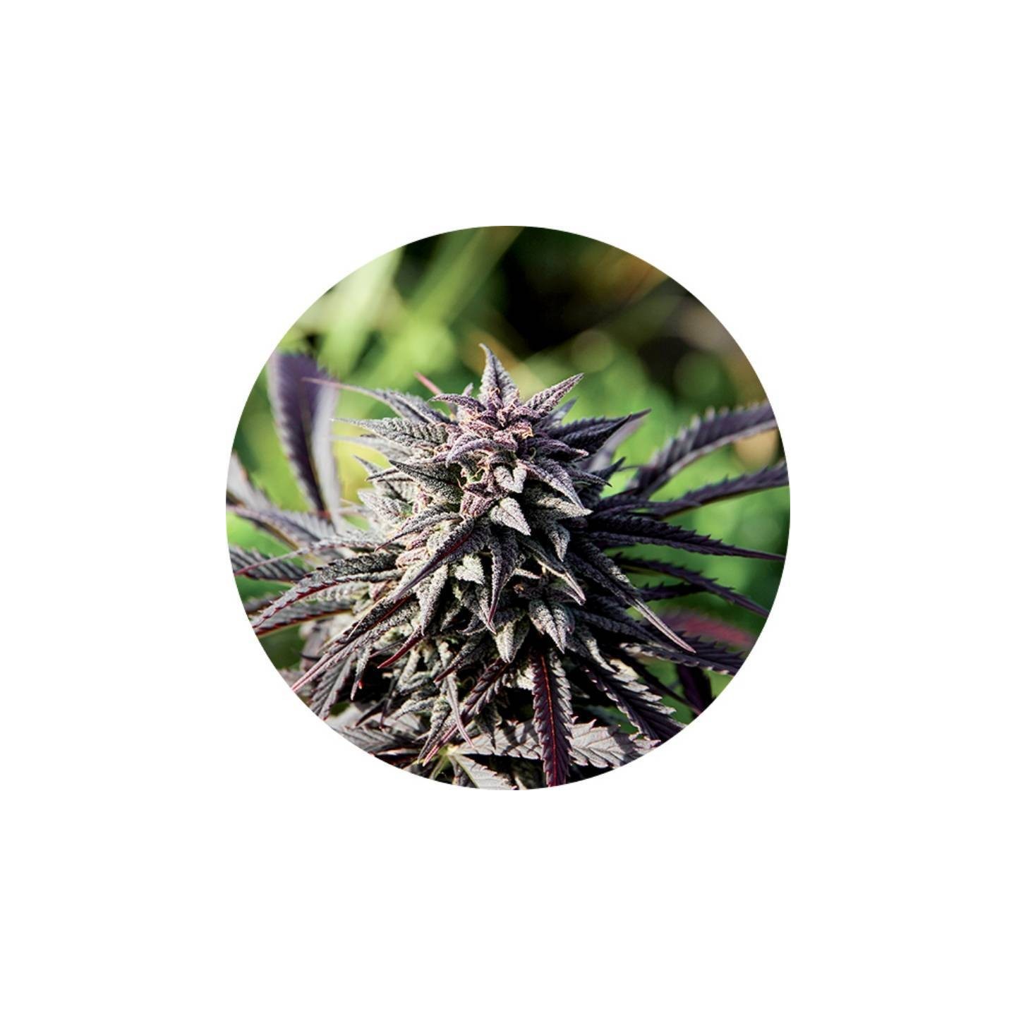 Tao Purple Regular de Top Tao Seeds