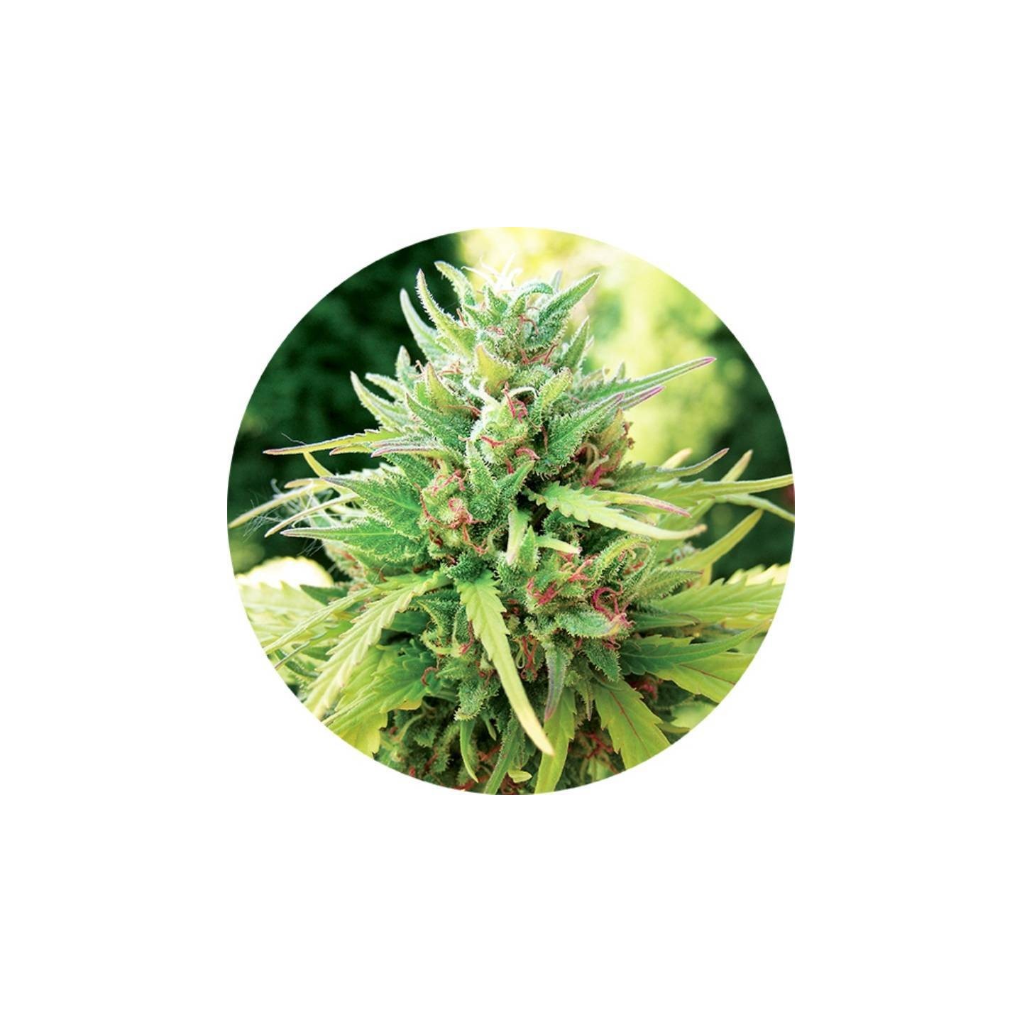 Taomatic Autofloreciente Regular de Top Tao Seeds