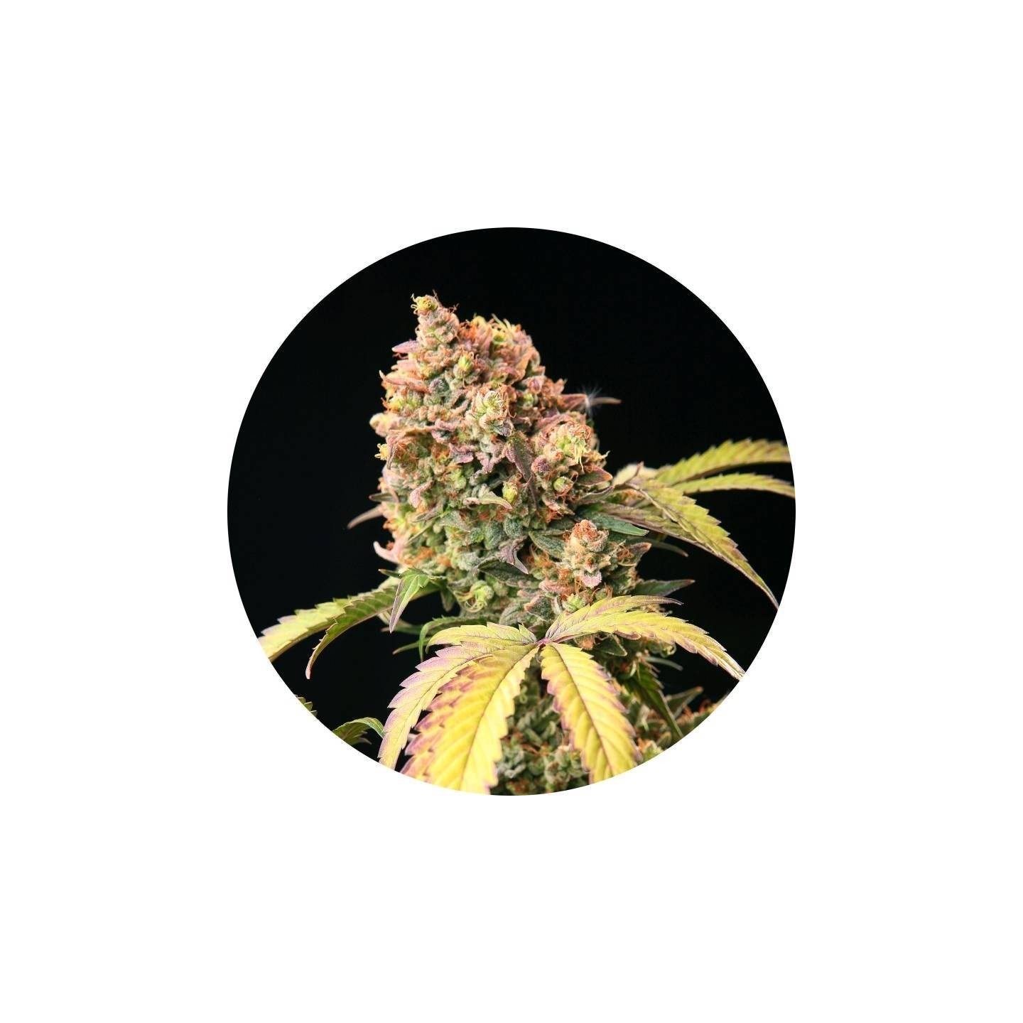 Tao Mix 1 Autofloreciente Regular de Top Tao Seeds