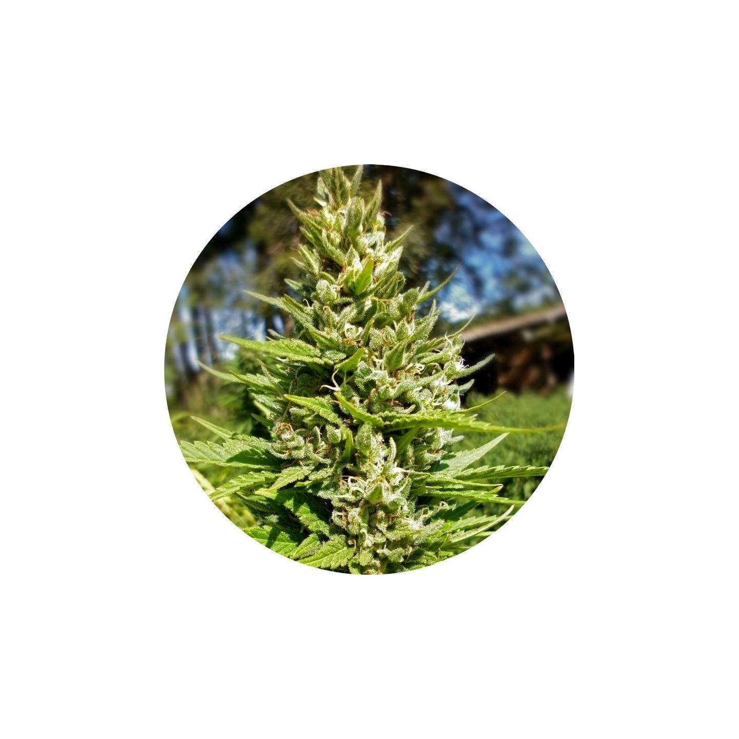 Top Tao Mix 2 Regular de Top Tao Seeds