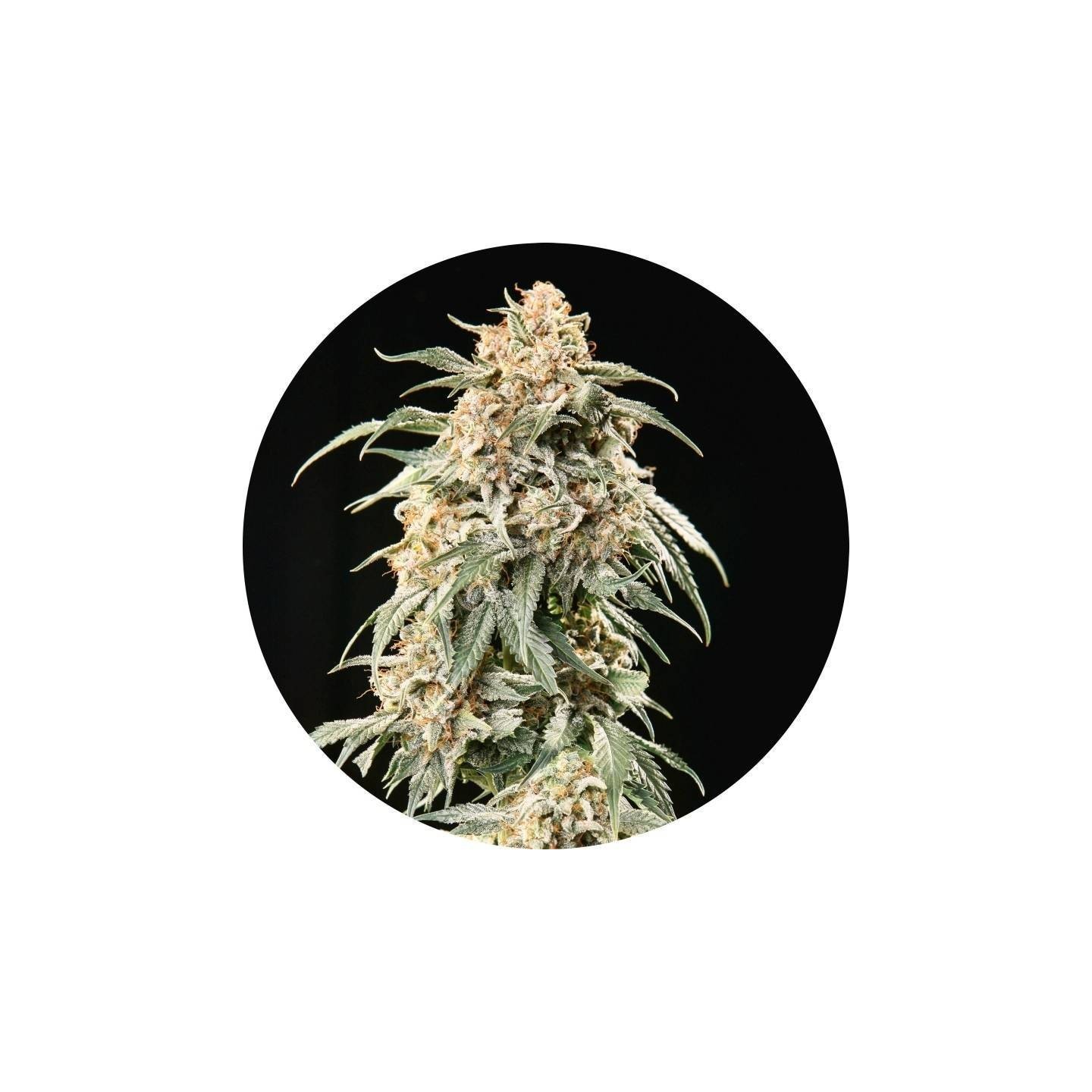 Tao Mix 2 Autofloreciente Regular de Top Tao Seeds
