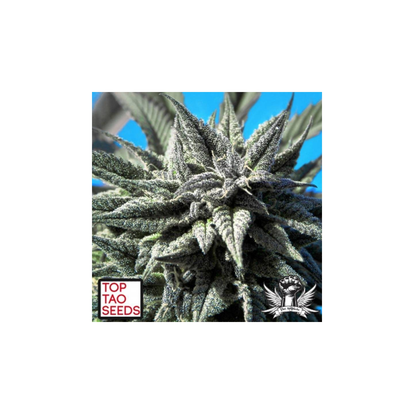 Tao Blueberry Autofloreciente Regular de Top Tao Seeds