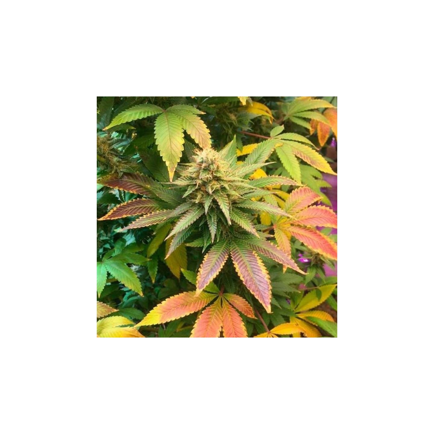 Mix Autofloreciente Regular de Top Tao Seeds