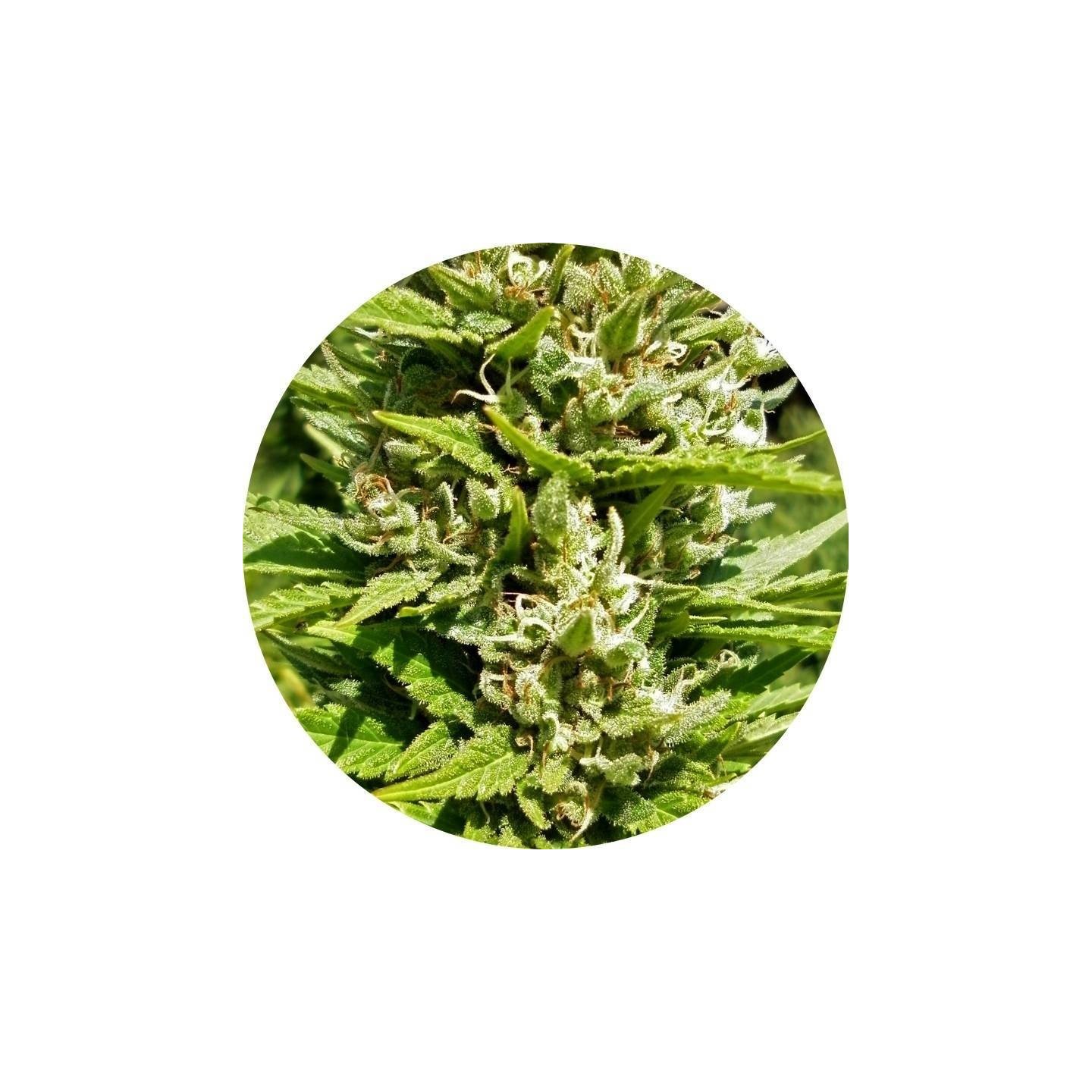Outdoor Mix Classic Regular de Top Tao Seeds