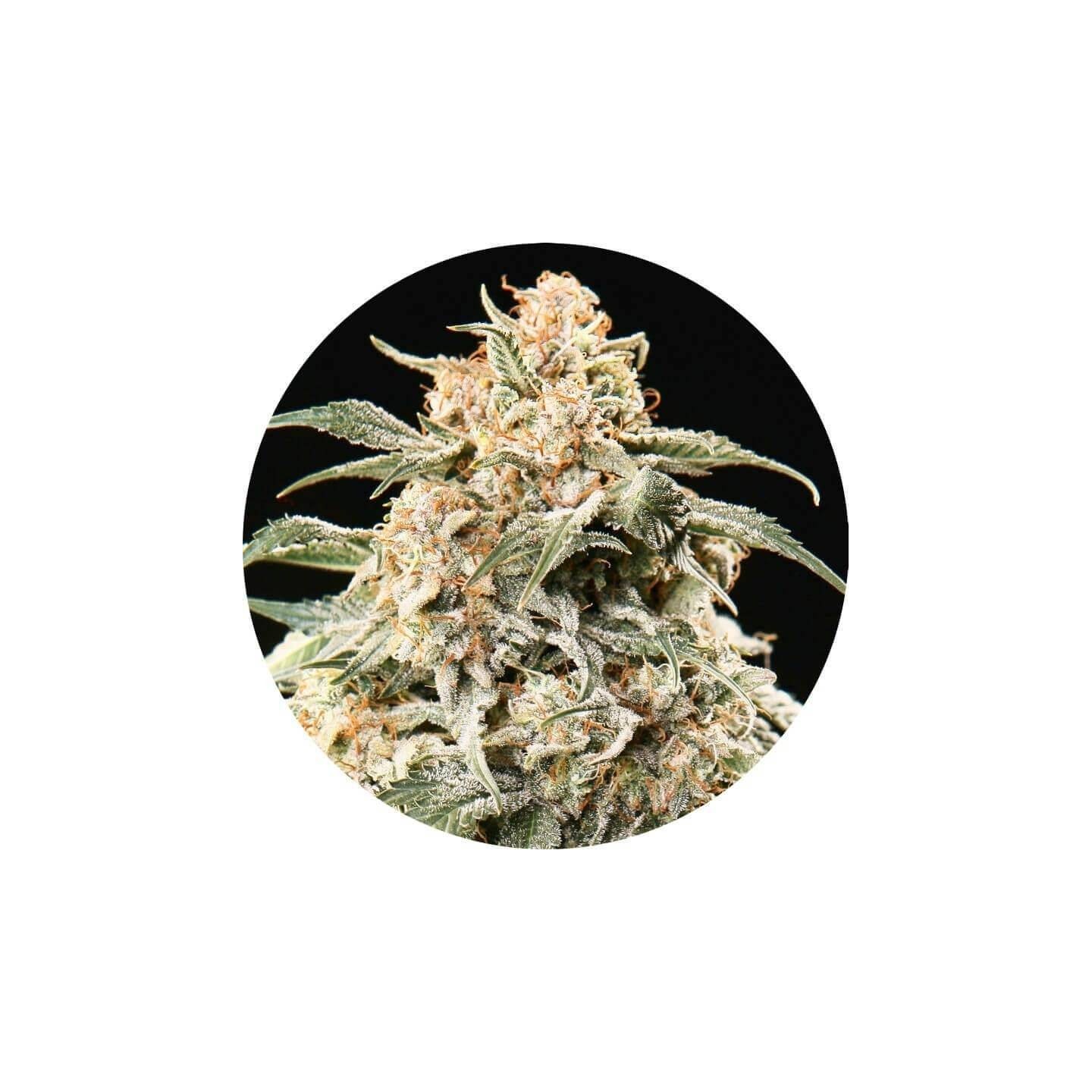 Semi Mix Autofloreciente Regular de Top Tao Seeds
