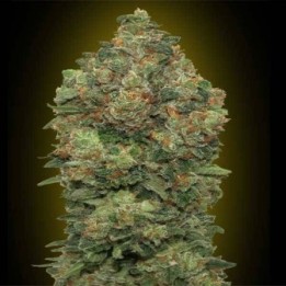 Critical Soma Autofloreciente Blister x 1 de Advanced Seeds
