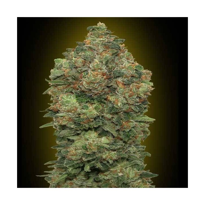 Critical Soma Autofloreciente Blister x 1 de Advanced Seeds