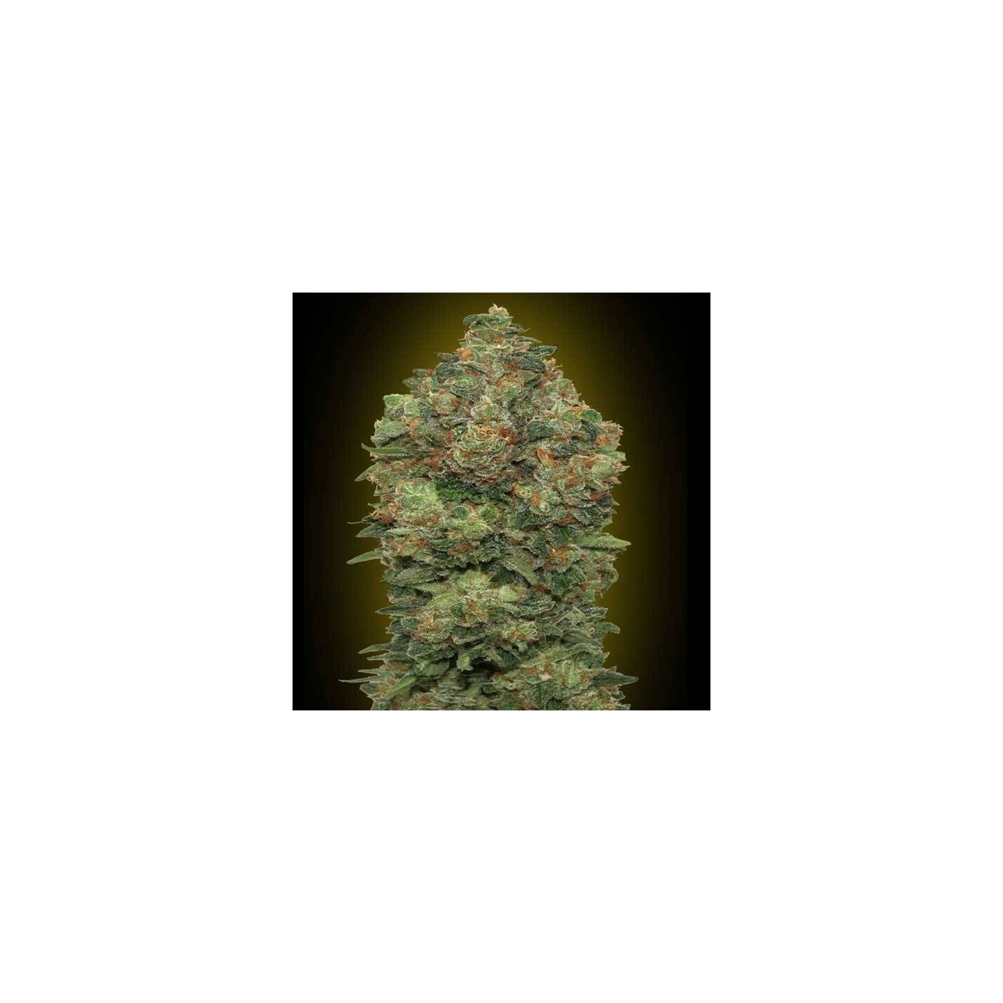 Critical Soma Autofloreciente Blister x 1 de Advanced Seeds