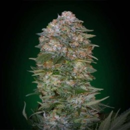 Critical Soma Feminizada Blister x 1 de Advanced Seeds