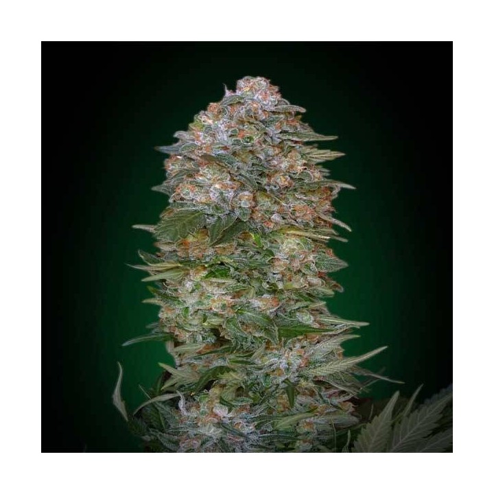 Critical Soma Feminizada Blister x 1 de Advanced Seeds
