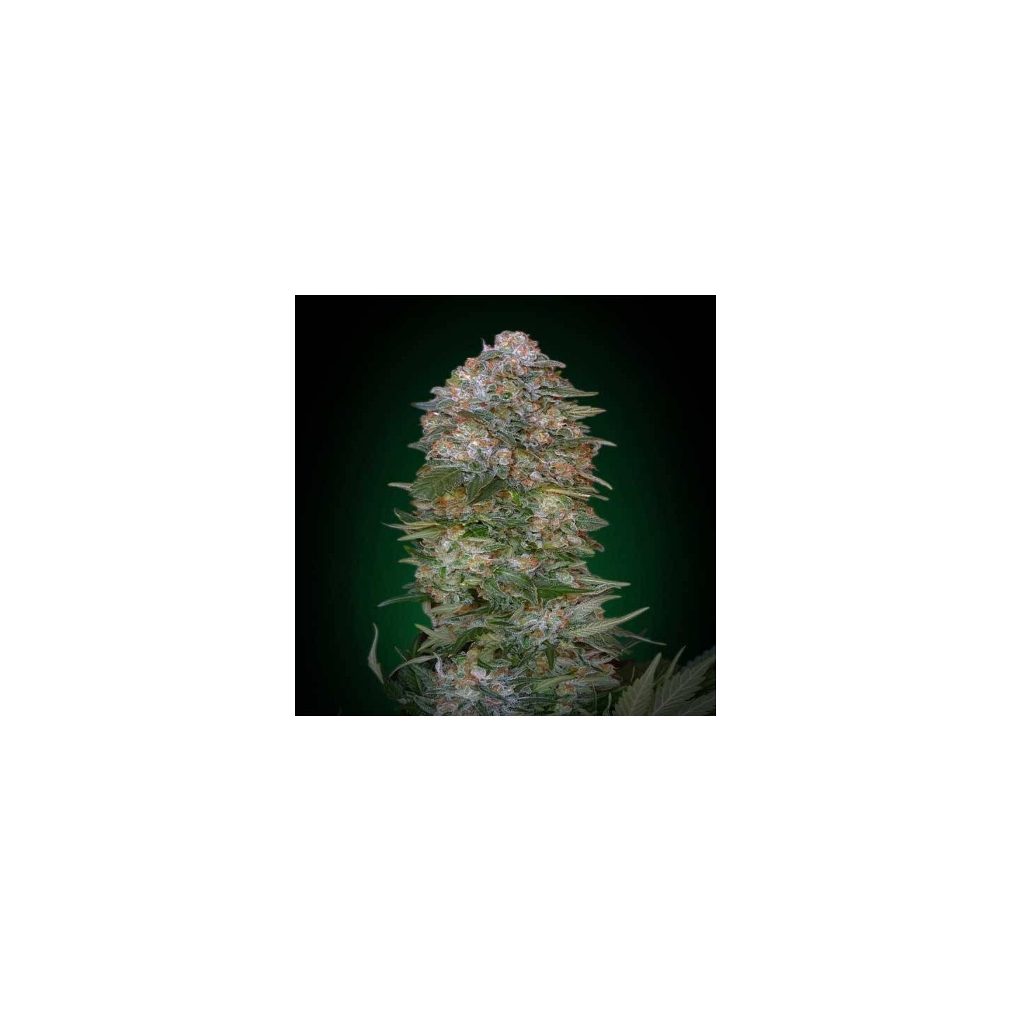 Critical Soma Feminizada Blister x 1 de Advanced Seeds