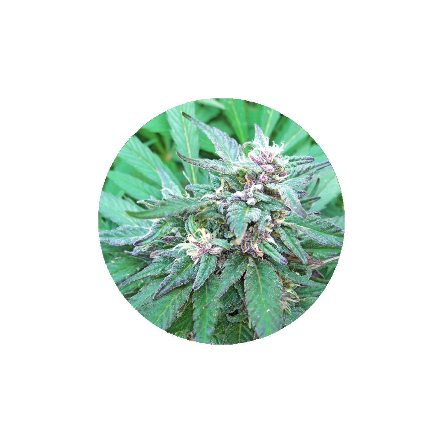 Blueberry Crystal Regular de Top Tao Seeds