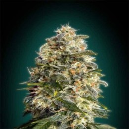 Heavy Bud Feminizada Blister x 1 de Advanced Seeds