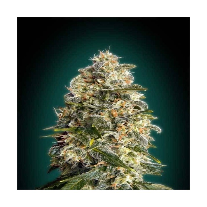 Heavy Bud Feminizada Blister x 1 de Advanced Seeds