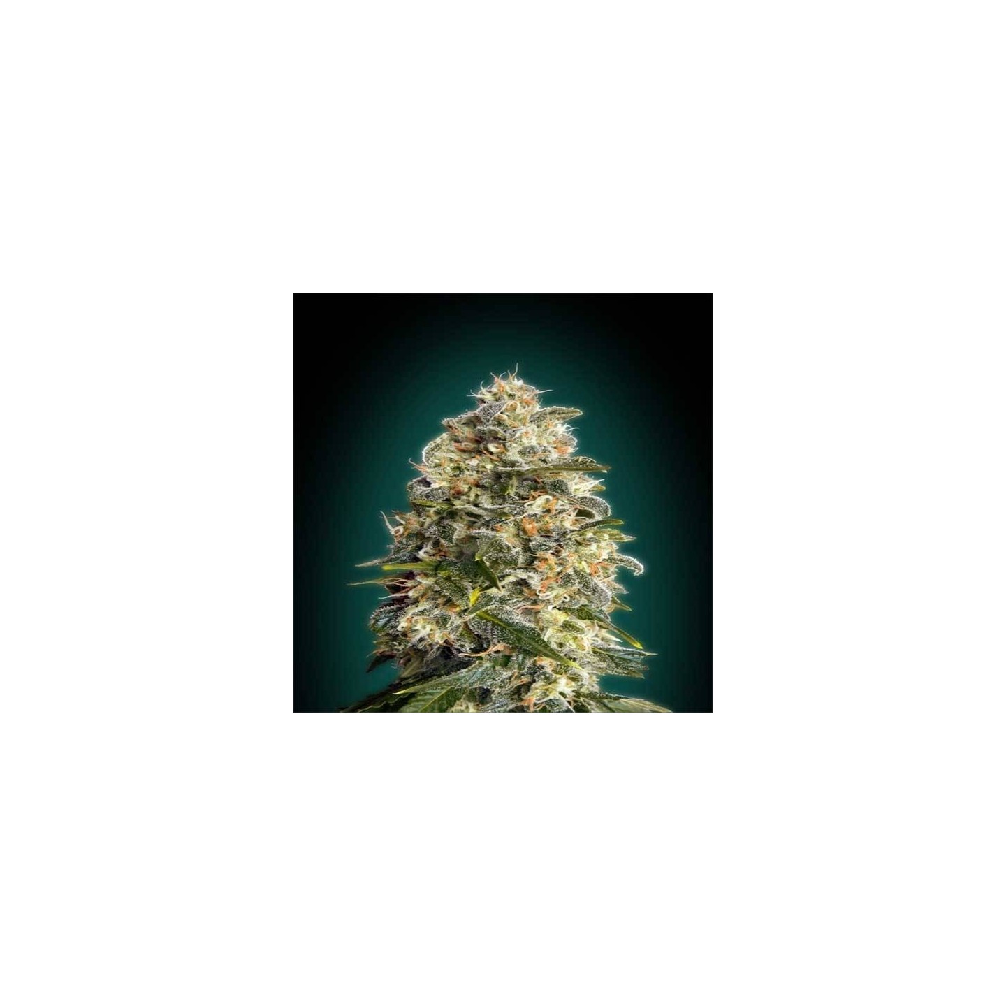 Heavy Bud Feminizada Blister x 1 de Advanced Seeds
