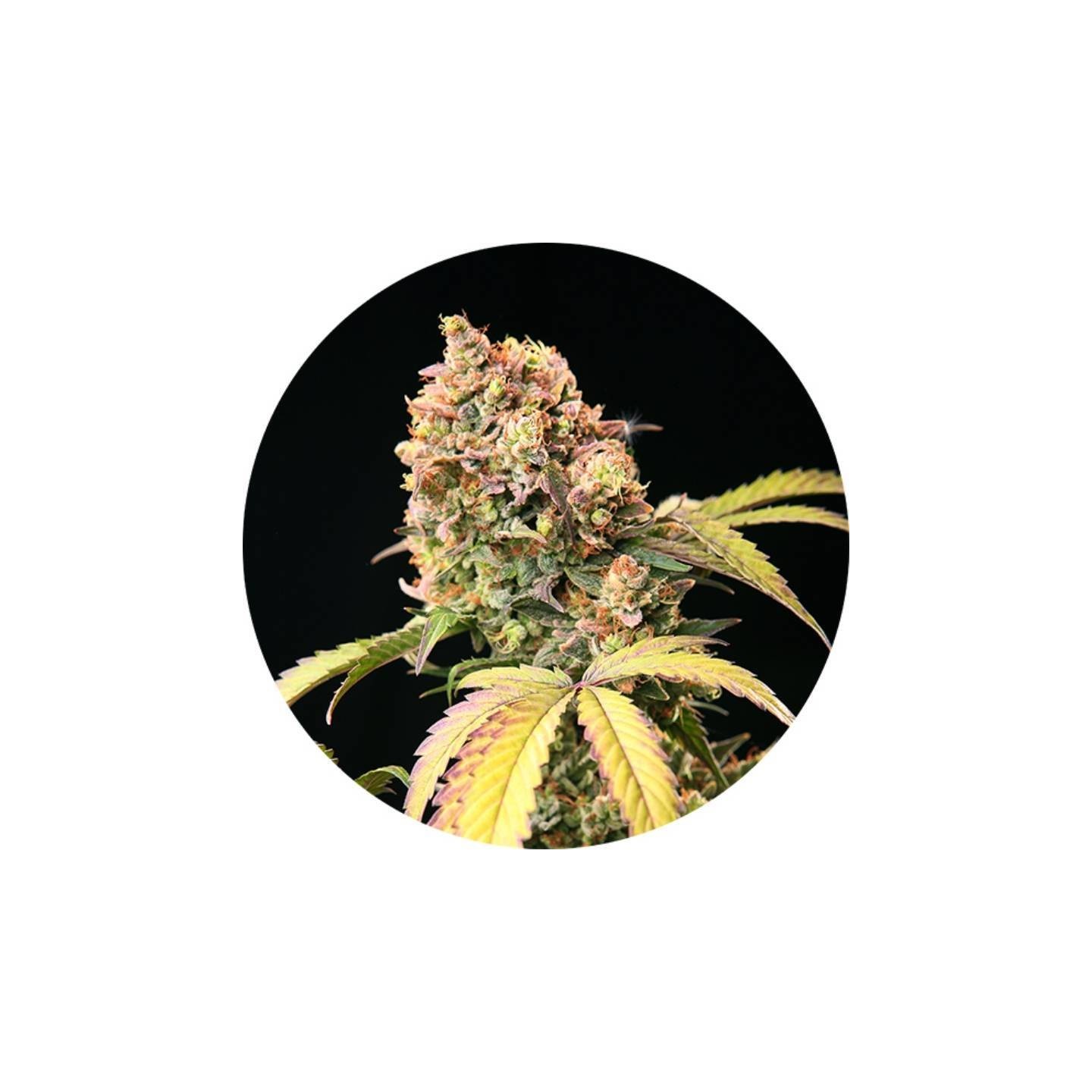 Demon Auto Tao Autofloreciente Regular de Top Tao Seeds