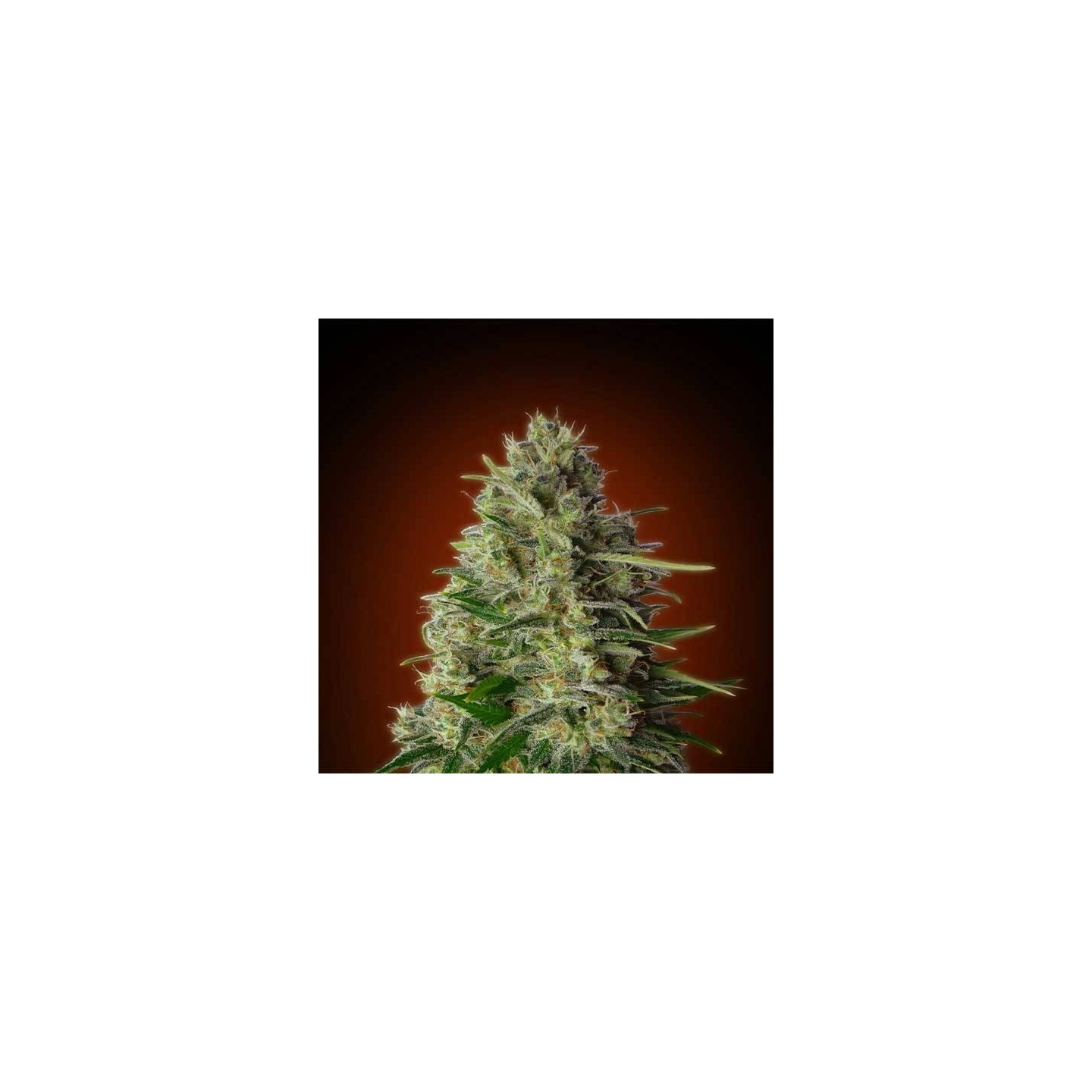 Kali 47 Feminizada Blister x 1 de Advanced Seeds