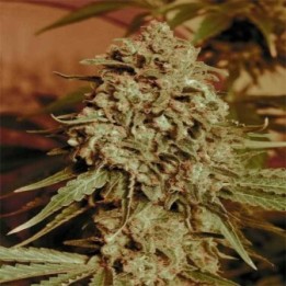 Somango Widow Feminizada Blister x 1 de Advanced Seeds