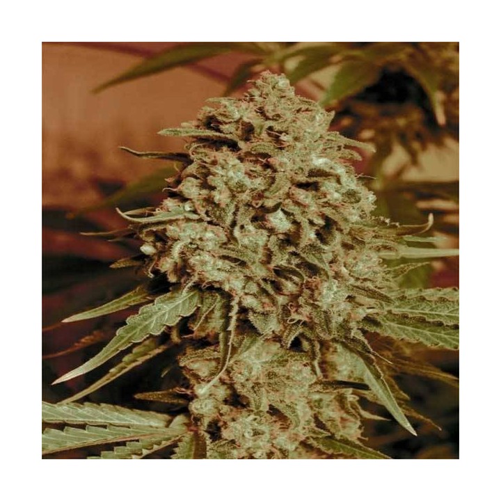 Somango Widow Feminizada Blister x 1 de Advanced Seeds