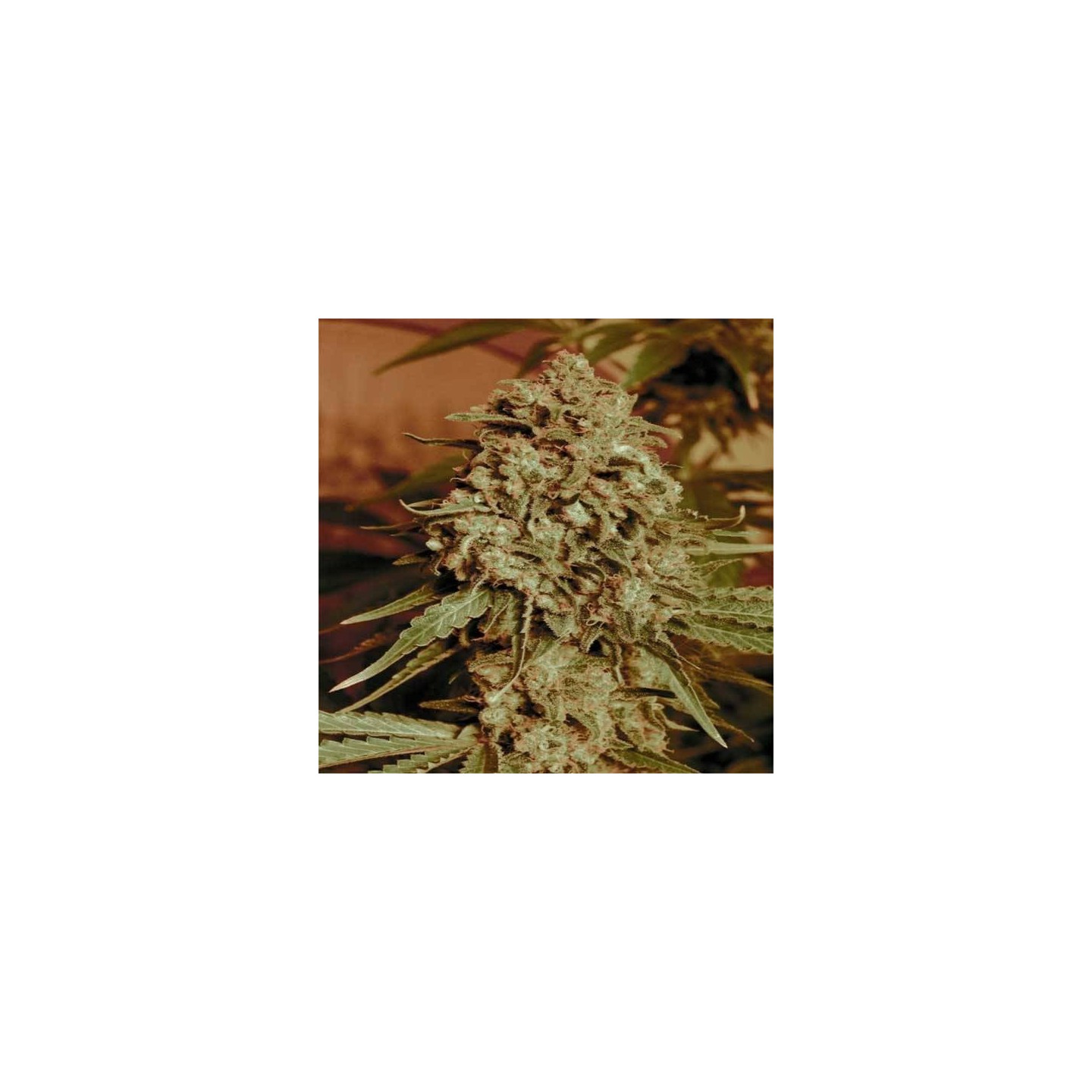 Somango Widow Feminizada Blister x 1 de Advanced Seeds