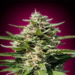 White Kush Feminizada Blister x 1 de Advanced Seeds