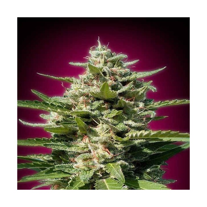 White Kush Feminizada Blister x 1 de Advanced Seeds