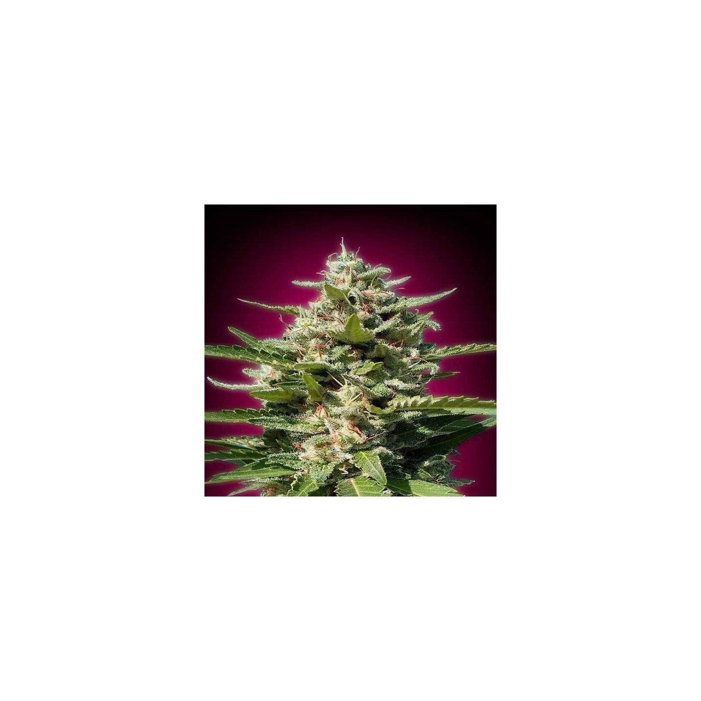 White Kush Feminizada Blister x 1 de Advanced Seeds