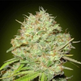 Shark Widow Feminizada Blister x 1 de Advanced Seeds
