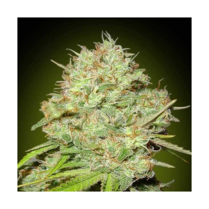 Shark Widow Feminizada Blister x 1 de Advanced Seeds
