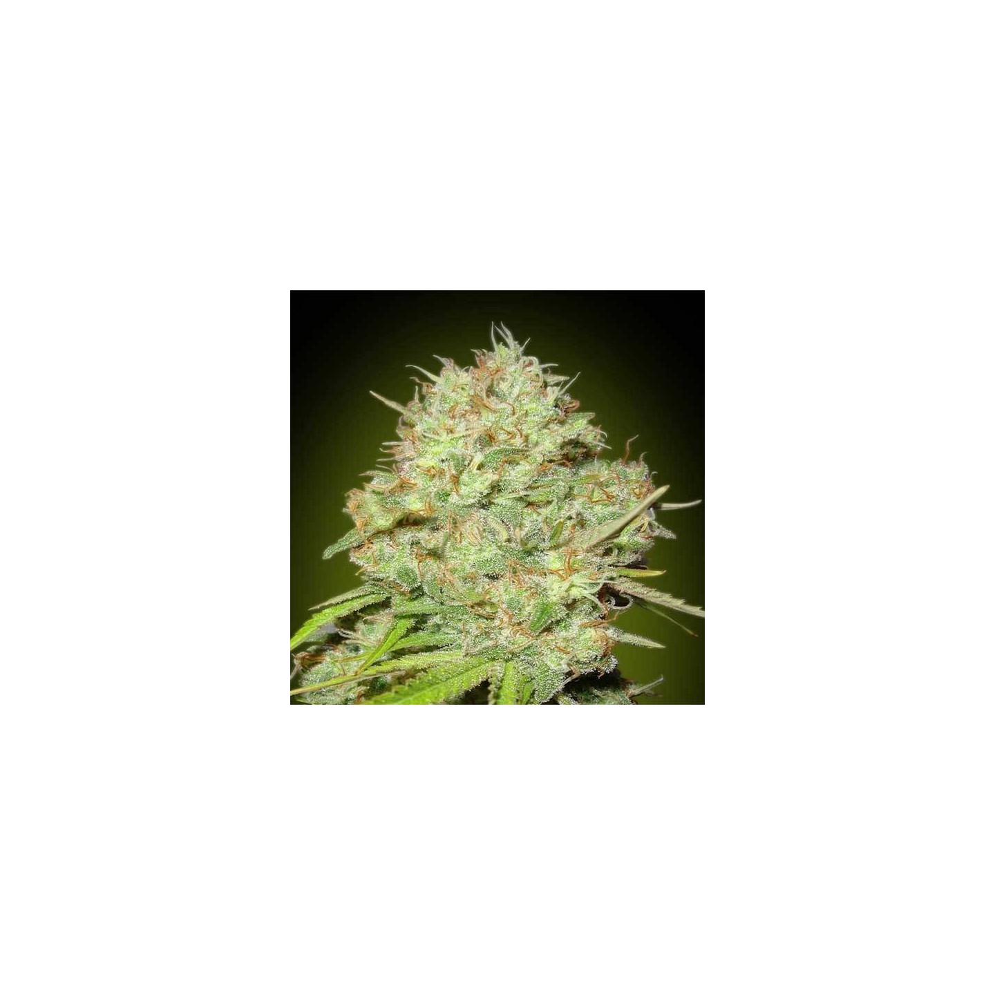 Shark Widow Feminizada Blister x 1 de Advanced Seeds