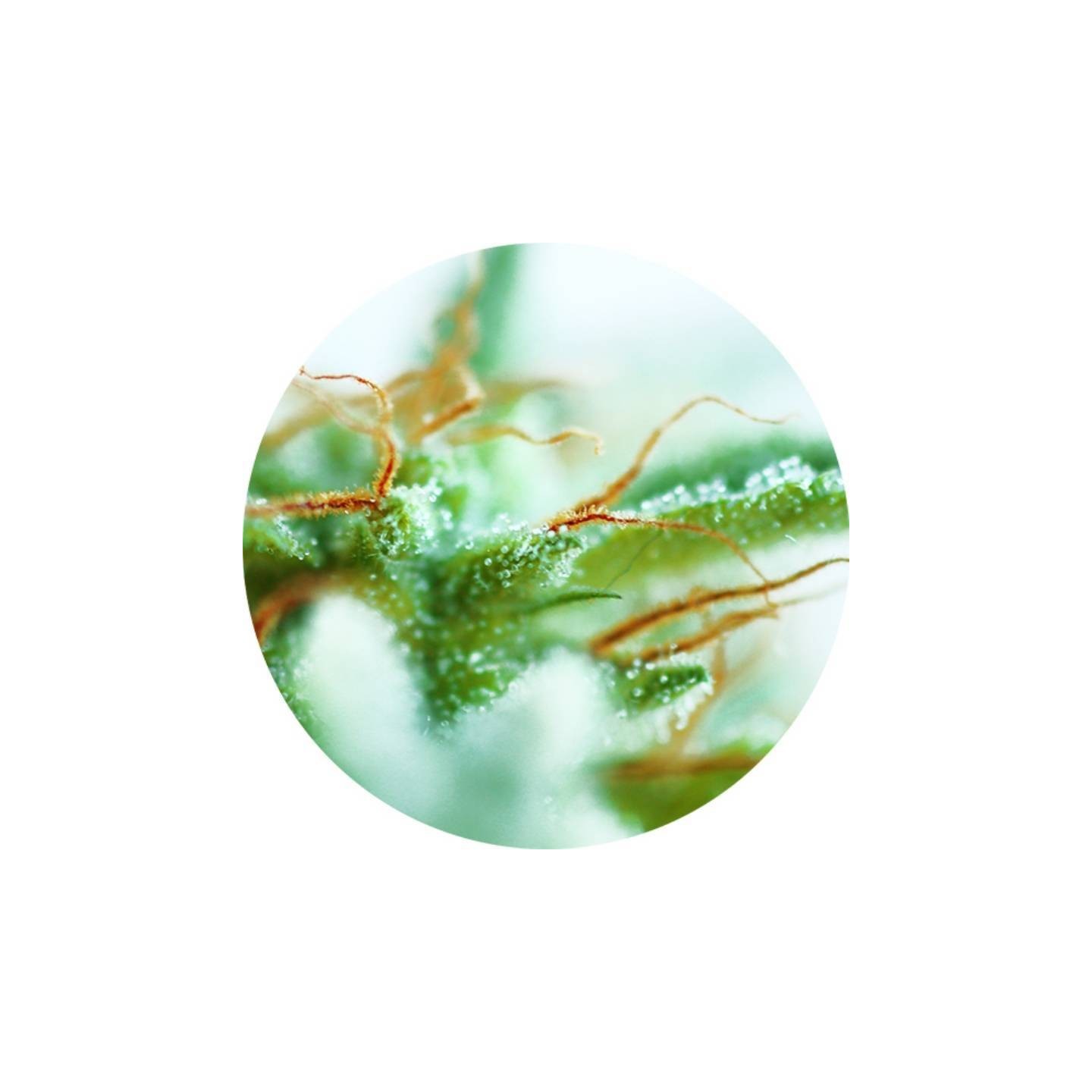 Early Sativa Regular de Top Tao Seeds