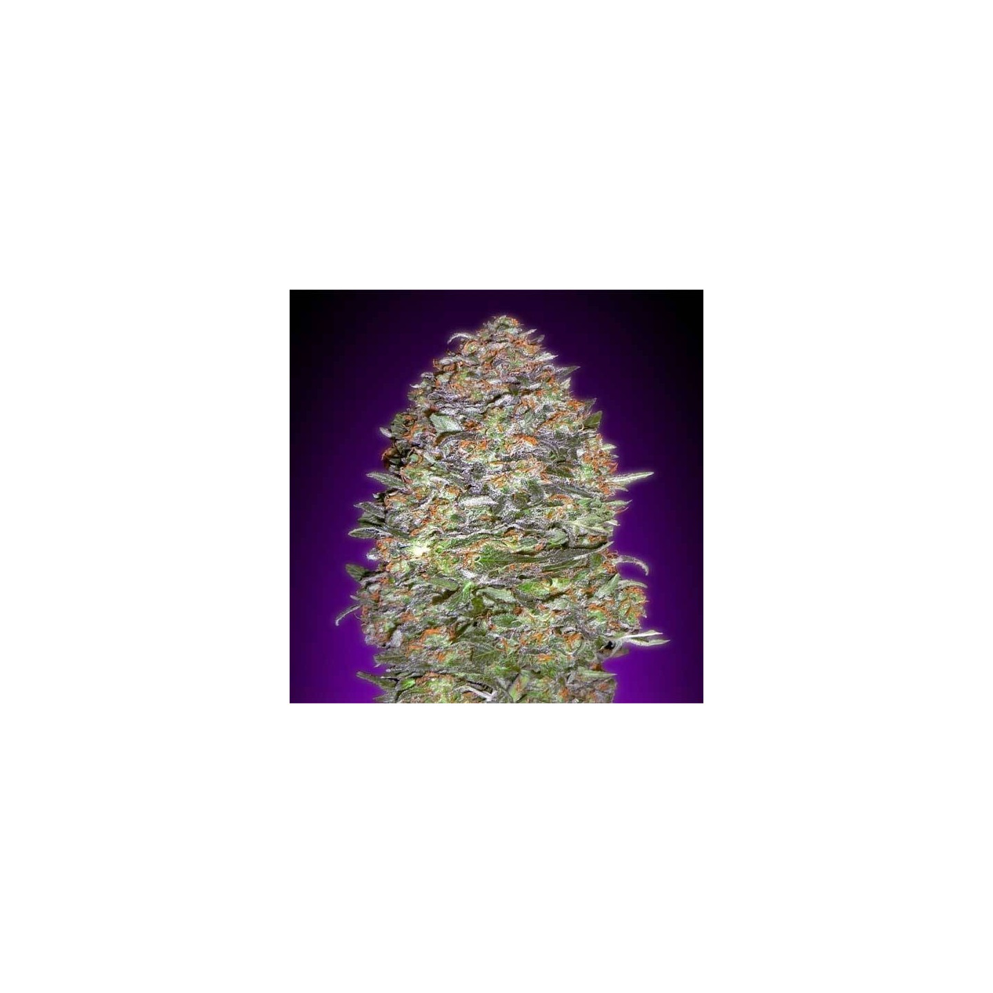 Nyc Diesel Autofloreciente Blister x 1 de Advanced Seeds