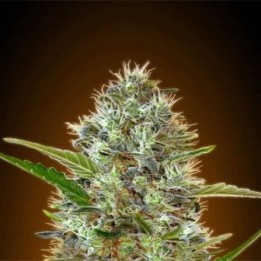 Somango Autofloreciente Feminizada (BLISTER) de Advanced Seeds
