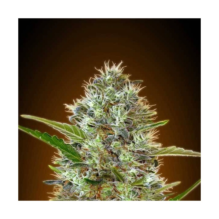 Somango Autofloreciente Feminizada (BLISTER) de Advanced Seeds