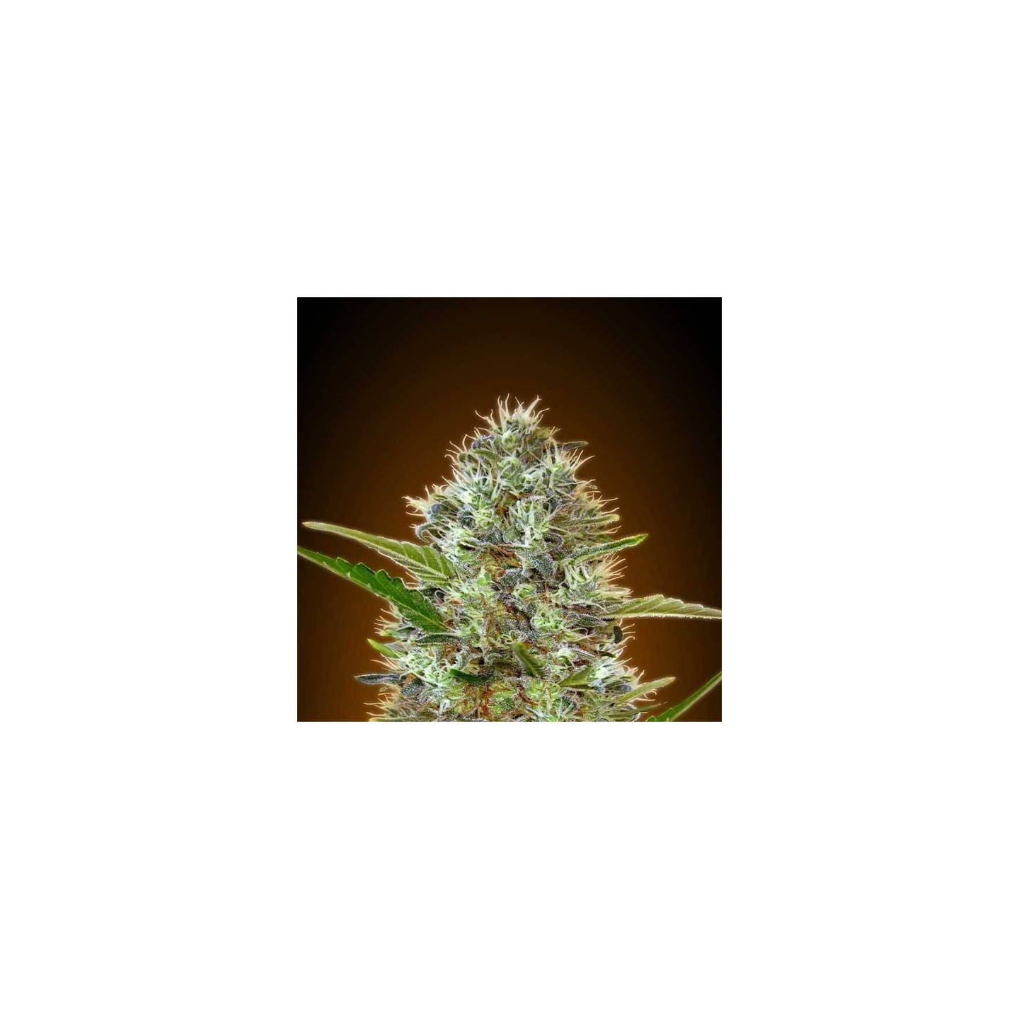 Somango Autofloreciente Feminizada (BLISTER) de Advanced Seeds